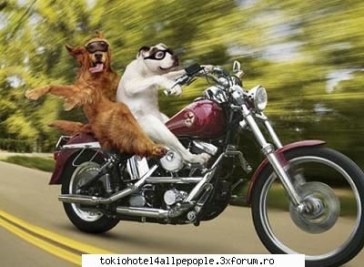 dati-i drumu puneti aiki toate pozele haioase pe kare le eu :hi: poze haioase